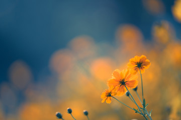 楚留香平民选择哪个职业好？